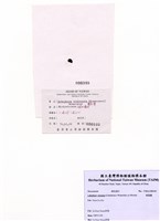 藏品(匍扇藻)的圖片